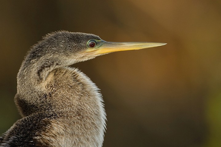 Anhinga anhinga Anhinga